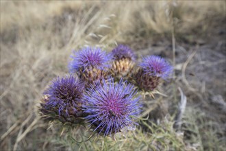 Blossoms of carduus marianus (Silybum marianum), Las Tricias, La Palma Island, Spain, Europe