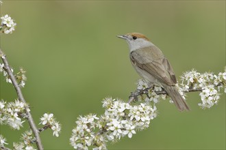 Blackcap (Sylvia atricapilla), female, sitting in flowering blackthorn (Prunus spinosa), animals,