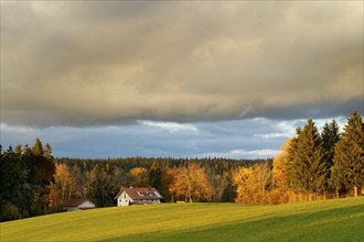 Autumn landscape in the Allgäu. A meadow, a farm, forest and trees in colourful autumn leaves. Sun