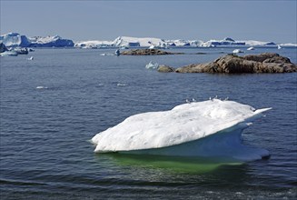 Iceberg with seabirds, rocks in the fjord, Ilulissat, Disko Bay, Denmark, Greenland, North America