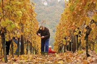 Grape grape harvest in the vineyard, Rote Presse