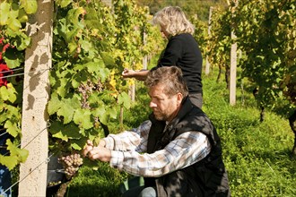 Grape grape harvest at the Klaus Zimmerling winery