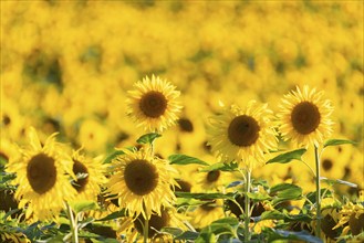 Sunflower (Helianthus annuus), field, agricultural plant, Ringgenbach, Meßkirch, Sigmaringen