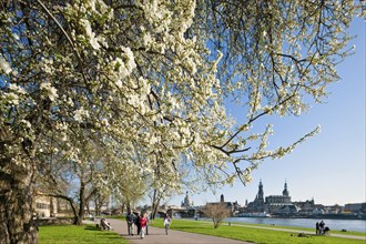 Dresden silhouette in spring. Numerous Japanese cherry trees blossom on the banks of the Neustädter