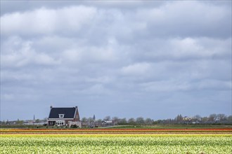 Tulip (Tulipa) fields near Lisse, South Holland, Netherlands