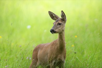 European roe deer (Capreolus capreolus), doe, standing in a meadow and looking attentively,