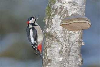 Great spotted woodpecker (Dendrocopos major) male, on the trunk of a birch (Betula) with tinder