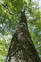 Summer in oak forest, Forest of Troncais. Allier department. Auvergne Rhone Alpes. France