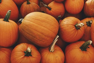 Top view of large orange Halloween 'Ghostride' pumpkins