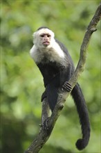 White-headed capuchin (Cebus capucinus), adult, capuchins, capuchin monkey, Cebus, capuchin-like,