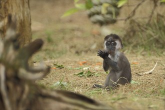 Young collared mangabey (Cercocebus torquatus), juvenile, captive