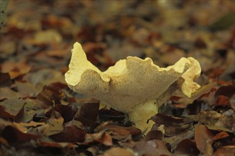 Hedgehog mushroom (Hydnum repandum), Bremthal, Eppstein, Taunus, Hesse, Germany, Europe