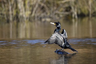 Great cormorant (Phalacrocorax carbo), drying its wings, mining subsidence area, Bottrop, Ruhr