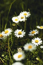 Common daisy (Bellis perennis), Lower Austria, Austria, Europe