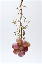 Red grape vine (Vitis vinifera) on panicle, partially picked, against light background