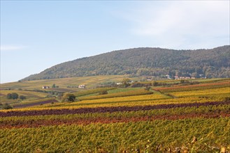 Autumn landscape, view over colourful vineyards to the Palatinate Forest, Haardt, Haardtrand,