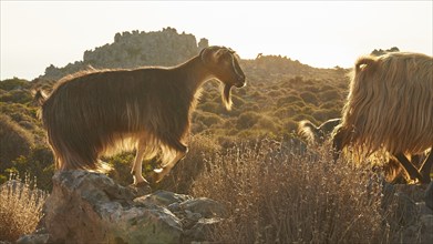 Passing goats (caprae) in the morning backlight, Machia, jagged rocks, Rodopou peninsula, West