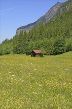 View over a flowering mountain meadow with woodrush and wildflowers, buttercup (Ranunculus), red