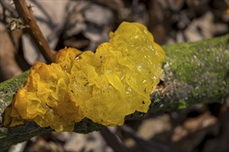 Yellow brain (Tremella mesenterica), Münsterland, North Rhine-Westphalia, Germany, Europe