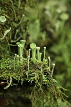 Cup lichen (Cladonia Fimbriata), forest, October, Saxony, Germany, Europe