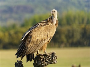 Griffon Vulture (Gyps fulvus) portrait, Castilla-La Mancha, Spain, Europe