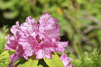 Rhododendron flowers (Rhododendron Homer), in a garden, Wilden, North Rhine-Westphalia, Germany,