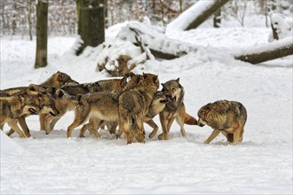 Wolf pack, juvenile gray wolves (Canis lupus) playing frolicsomely in the snow, captive, Neuhaus