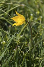 Wild tulip (Tulipa sylvestris) in flower, Saxony, Germany, Europe