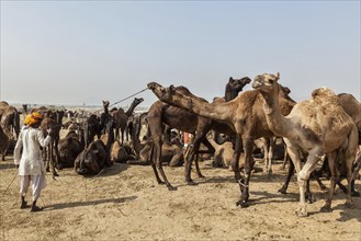 PUSHKAR, INDIA, NOVEMBER 20, 2012: Indian men and camels at Pushkar camel fair (Pushkar Mela),