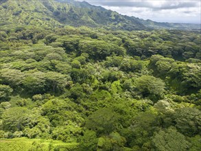 Aerial view of Kuilau Ridge Trail, Moalepe Road, Kauai, Hawaii, USA, North America