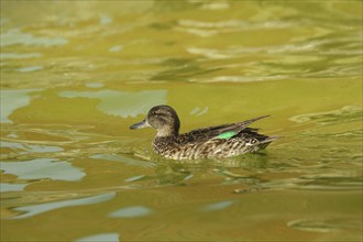 Male eurasian teal (Anas crecca), swim, yellow, green, water, captive