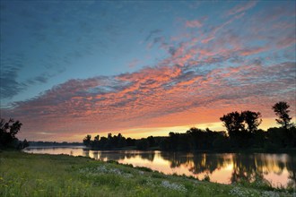 Morning glow on the Old Rhine with valerian (Valeriana officinalis) and deciduous trees, Xanten,