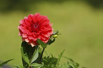 Garden dahlias (Dahlia), red flower, North Rhine-Westphalia, Germany, Europe