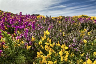 Flowering, colourful heath with gorse, yellow, pink, purple, close-up, Cap Fréhel in summer,