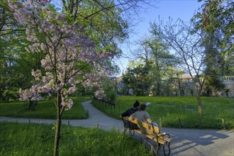 Flowering tree in the evening light, botanical garden, Padua, province of Padua, Italy, Europe