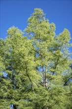 Detailed view of a bald cypress (Taxodium distichum) County of Constance, Baden-Württemberg,