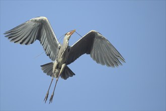 Grey heron (Ardea cinerea) in flight with nesting material, wing, movement, Luisenpark, Mannheim,