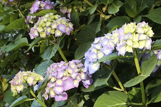 Bigleaf hydrangea (Hydrangea macrophylla) flowering, North Rhine-Westphalia, Germany, Europe