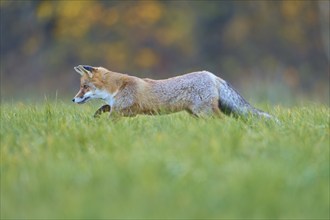 Red Fox (vulpes vulpes), running in meadow at autumn