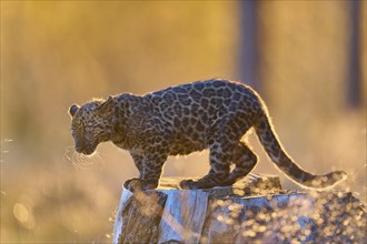 Indian leopard (Panthera pardus fusca), young animal on tree trunk in forest