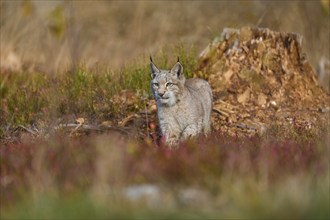 Eurasian lynx (Lynx lynx), in autmn