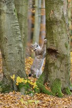 Eurasian lynx (Lynx lynx), climbing on tree trunk in autumn