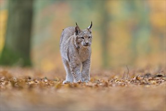 Eurasian lynx (Lynx lynx), in forest at autumn