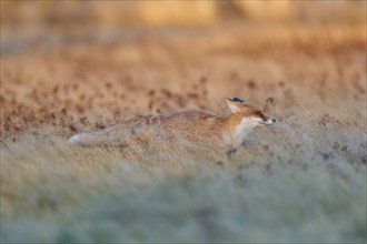 Red Fox (Vulpes vulpes), running in meadow at autumn