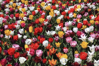 Many colourful tulips in one area