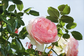 Roses (pink), flower, green foliage, perennials, flowers, lush double flowers, pink flowers,