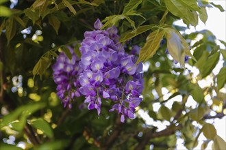 Wisterias (Wisteria), Wisterie, Wistarie, Glyzinie, Glyzine, Glycine, Glycinie, verholzende