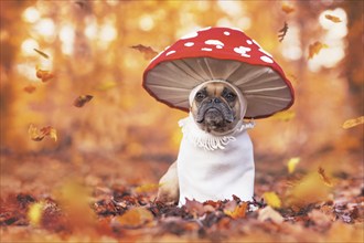 Funny French Bulldog dog in unique fly agaric mushroom costume standing in orange autumn forest