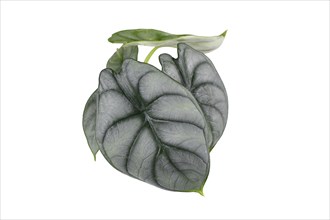 Top view of exotic 'Alocasia Baginda Silver Dragon' houseplant on white background