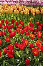 Blooming tulips flowerbed in Keukenhof flower garden, also known as the Garden of Europe, one of